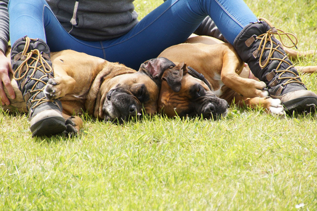 two dog sleeping back to back