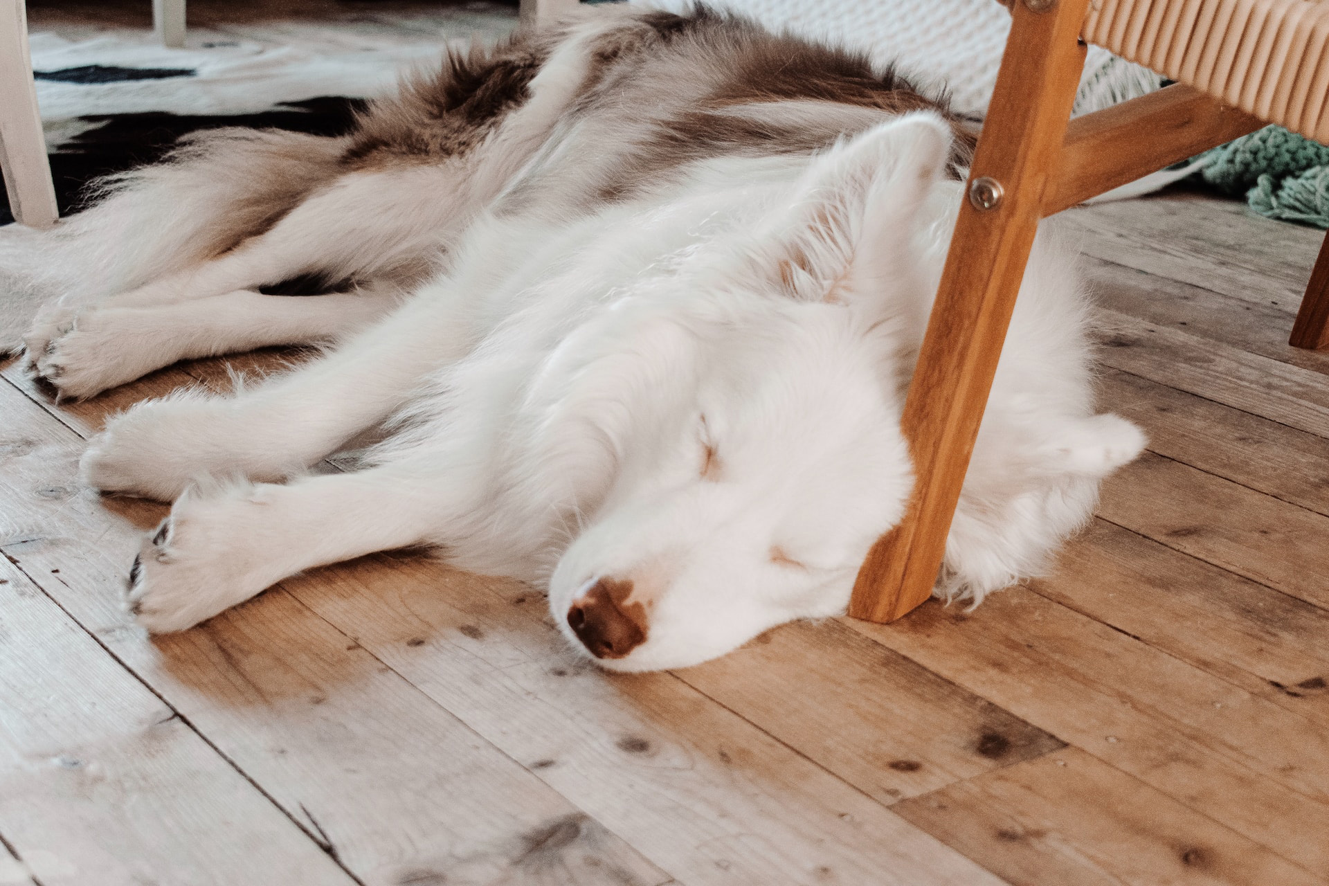 a white dog sleeping under the chair