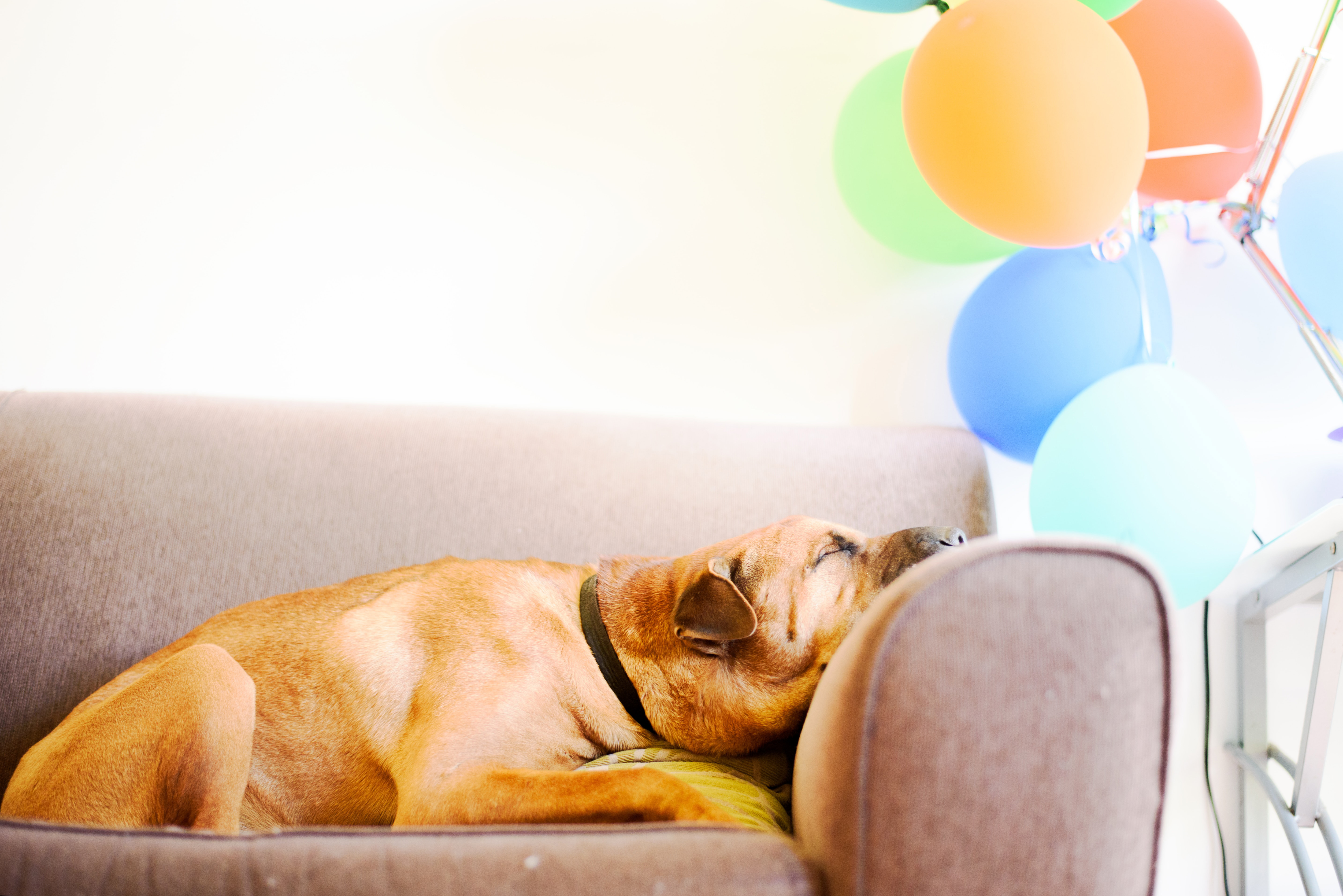 a brown dog sleeping on a brown couch