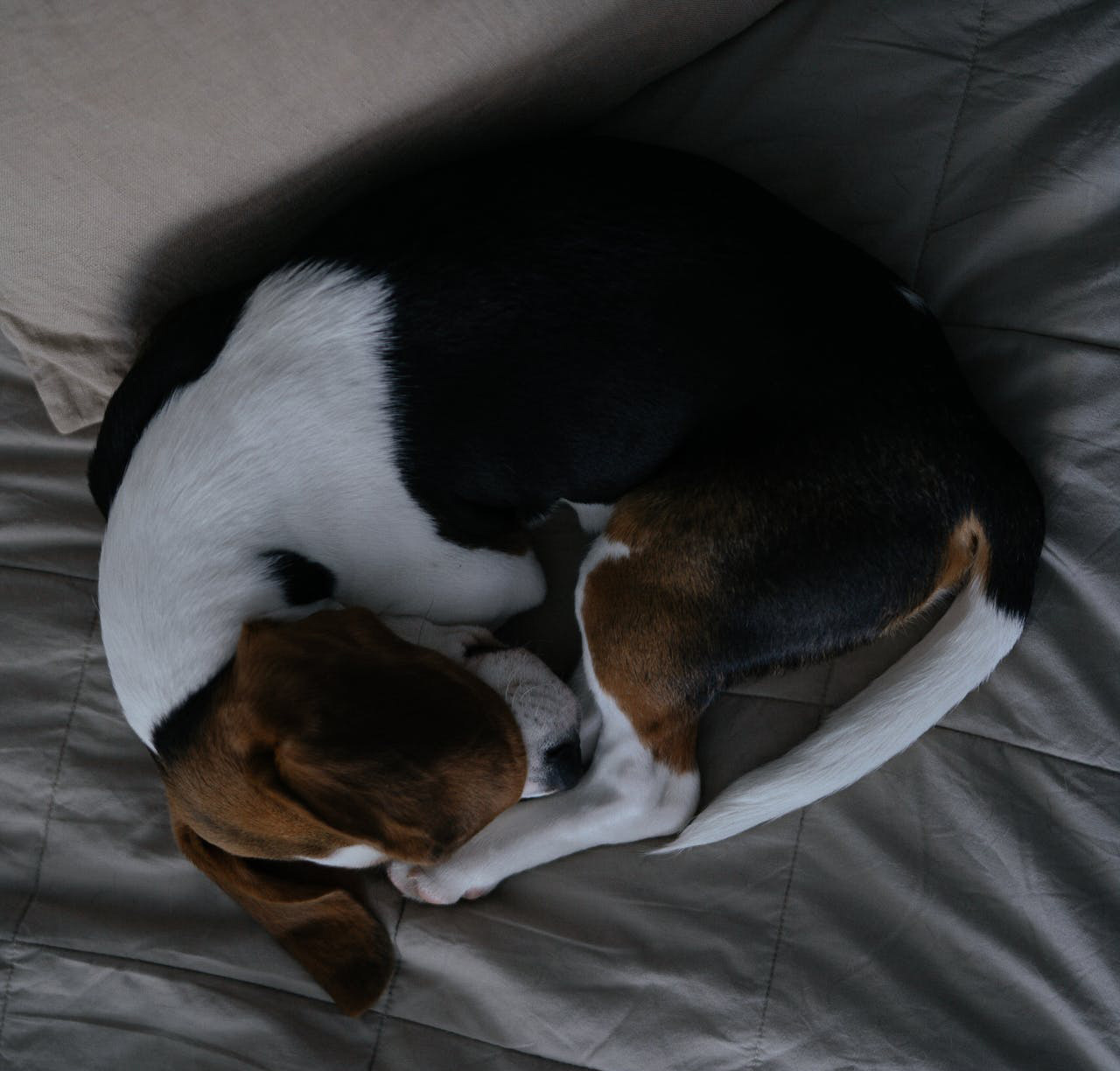 top view of a dog sleeping on the bed