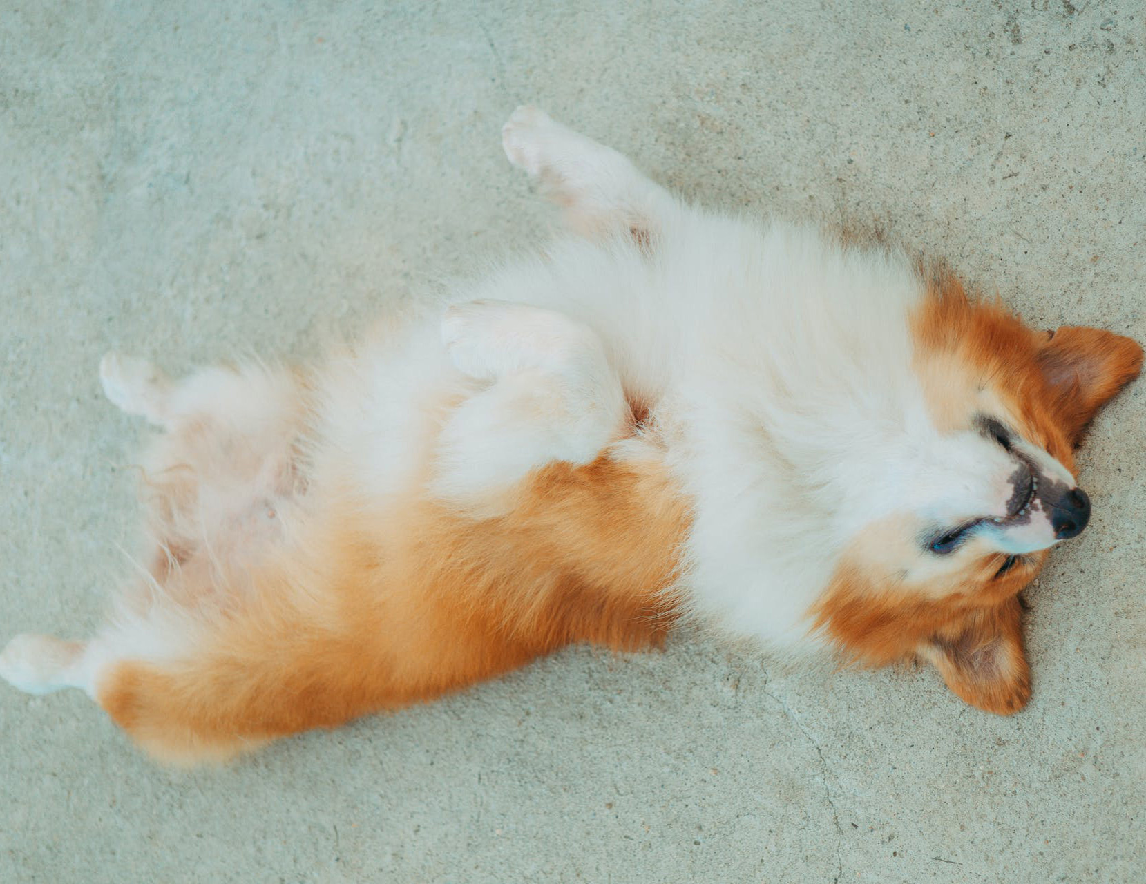 dog sleeping on the ground