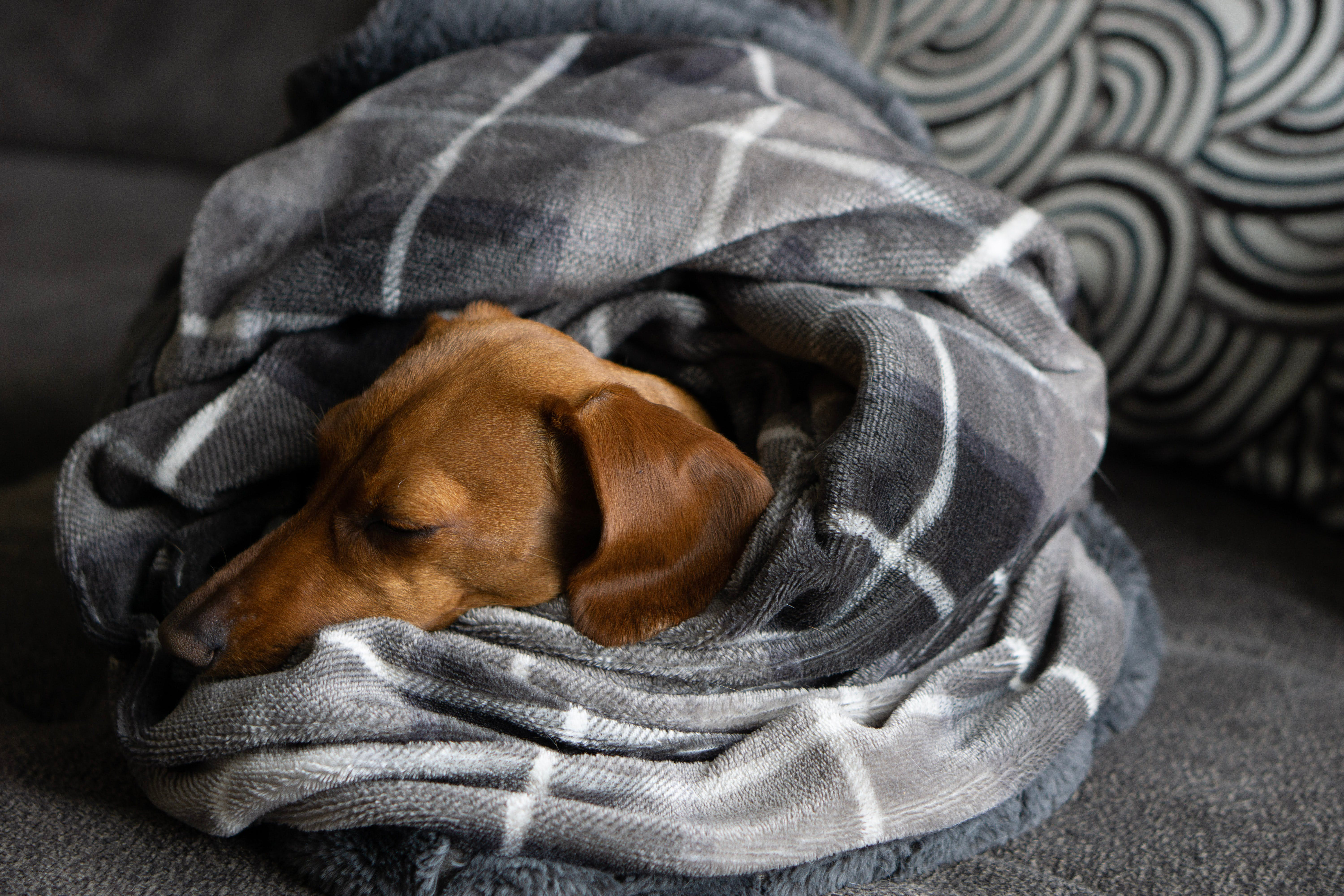 dachshund puppy sleeping in a gray blanket