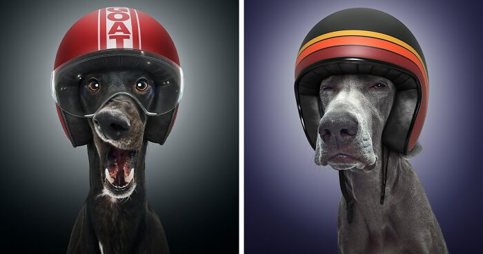 We Portrayed Our Four-Legged Companions As The Fastest Dogs In The World (14 Pics)