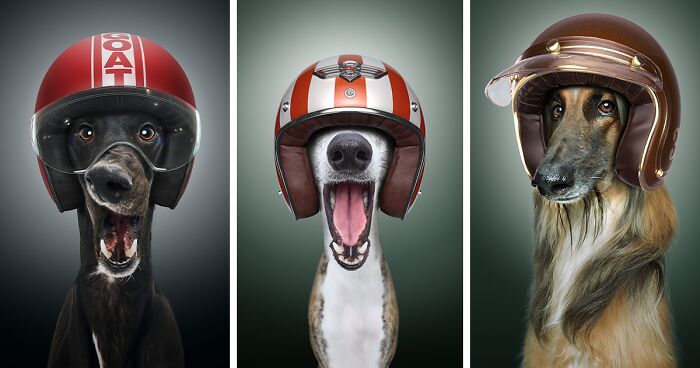 We Portrayed Our Four-Legged Companions As The Fastest Dogs In The World (14 Pics)