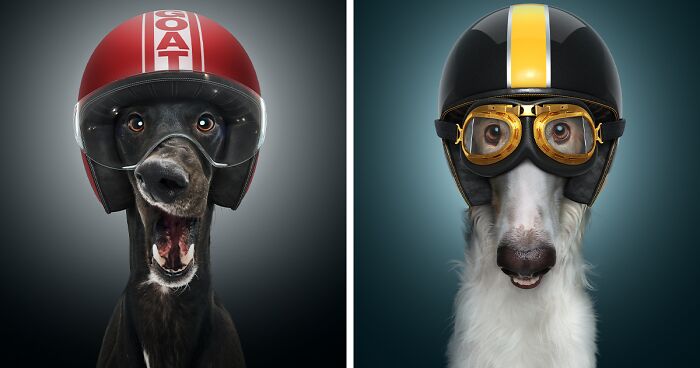 We Portrayed Our Four-Legged Companions As The Fastest Dogs In The World (14 Pics)