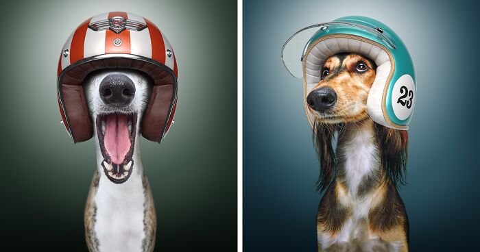 We Portrayed Our Four-Legged Companions As The Fastest Dogs In The World (14 Pics)