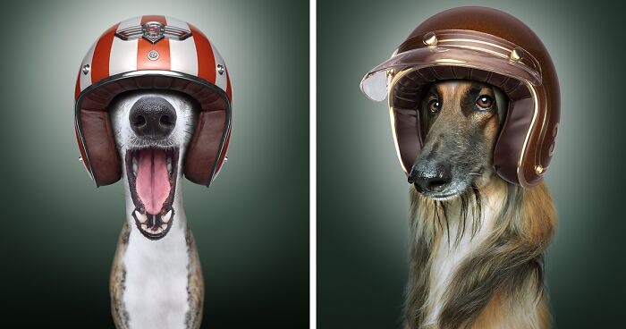 We Portrayed Our Four-Legged Companions As The Fastest Dogs In The World (14 Pics)