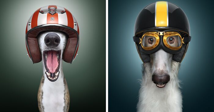 Fast & Curious: We Transformed Dogs Into Racers (14 Pics)