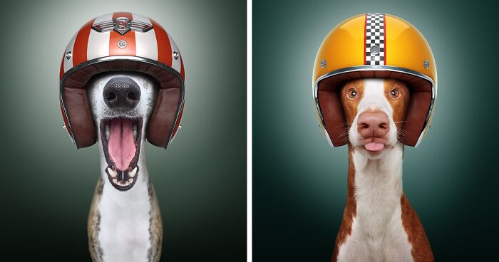 Fast & Curious: Our Photography Series Featuring Racer Dogs (14 Pics)