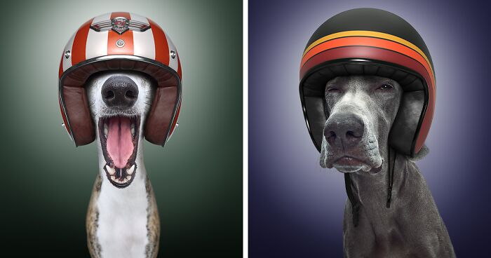 We Portrayed Our Four-Legged Companions As The Fastest Dogs In The World (14 Pics)