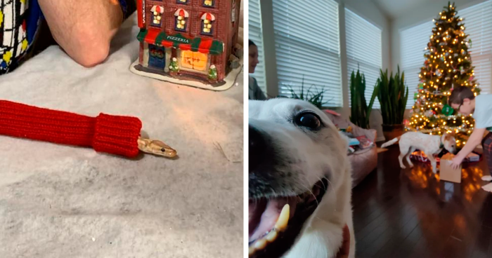 These 65 Animals Had The Best Time On Christmas, To The Content Or Horror Of Their Owners