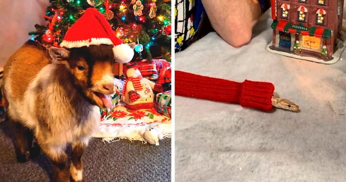 65 Animals That Went Wild With Holiday Cheer This Christmas