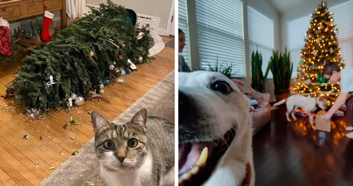 65 Cute Animals That Absolutely Won Christmas, And Broke Some Ornaments Along The Way