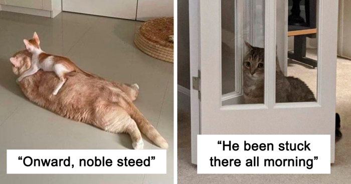 “Don’t Show Your Cat”: 40 Chucklesome Cat Pics And Memes Shared By This X Page