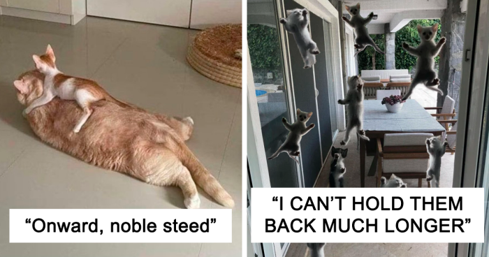 51 Silly And Funny Cats, As Shared On This X Page