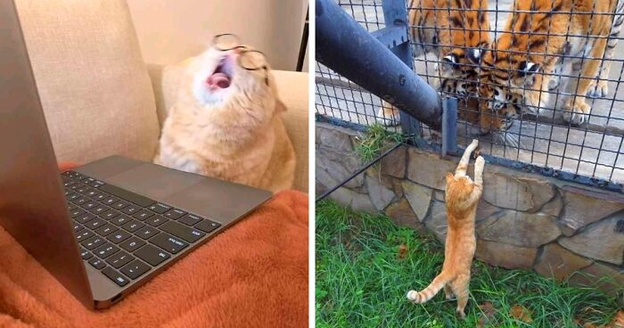 51 Silly And Goofy Cat Pics, As Shared On “Don’t Show Your Cat”