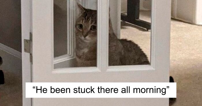 “Don’t Show Your Cat”: 51 Funny Cat Pics From This X Page