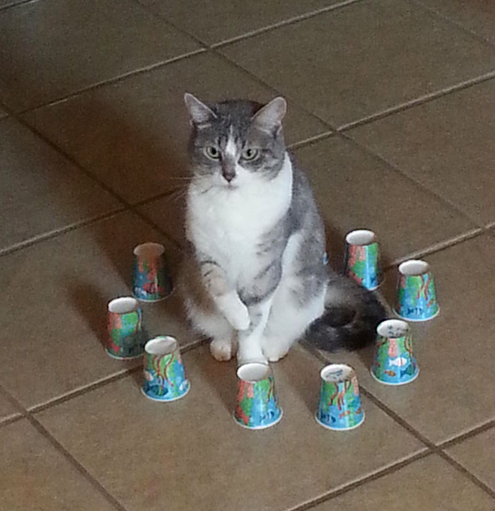 Kitty Is In Jail. My Son Put These Cups Around Her, And She Hasn't Moved For 20 Minutes