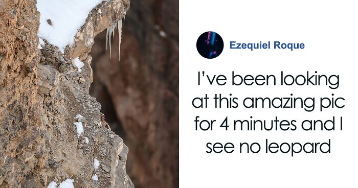 “I’m Losing My Mind”: People Struggle To Find Snow Leopard Perfectly Camouflaged In Viral Photo