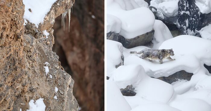 “Is There Even One In This Picture?”: People React To Mind-Boggling Snow Leopard Optical Trick