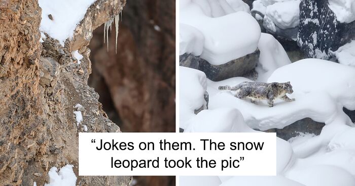 Picture Of Snow Leopard Perfectly Hidden In Rocky Landscape Goes Viral As Optical Illusion