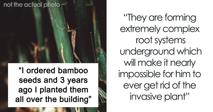 Mom Comes Up With The Perfect Revenge Plan, Plants Bamboo On Landlord's Property