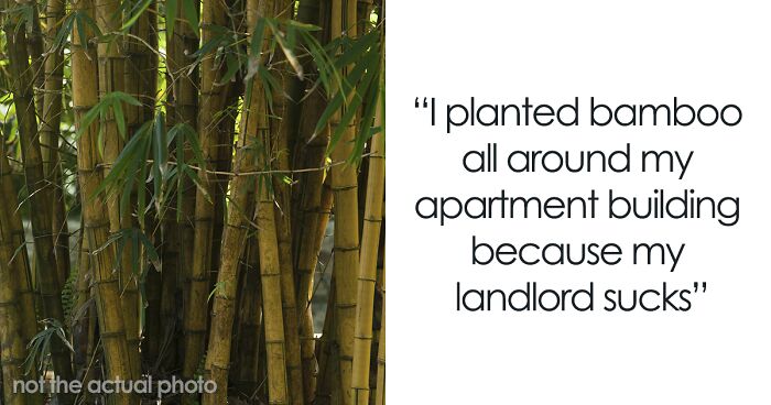 Fed-Up Tenant Plants Bamboo That Will Be Nearly Impossible To Get Rid Of To Get Back At Landlord