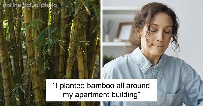 Jerk Landlord Doesn't Know What's Coming For Him As His Fed-Up Tenant Plants Invasive Bamboo