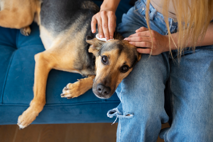 Person cleaning the dog 