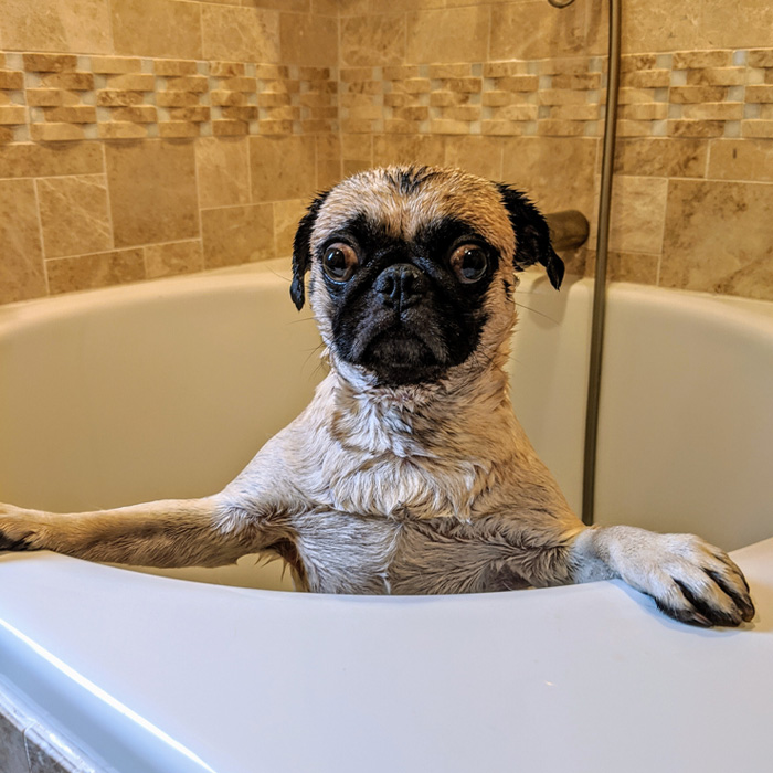 Scared pug in the bathtub 