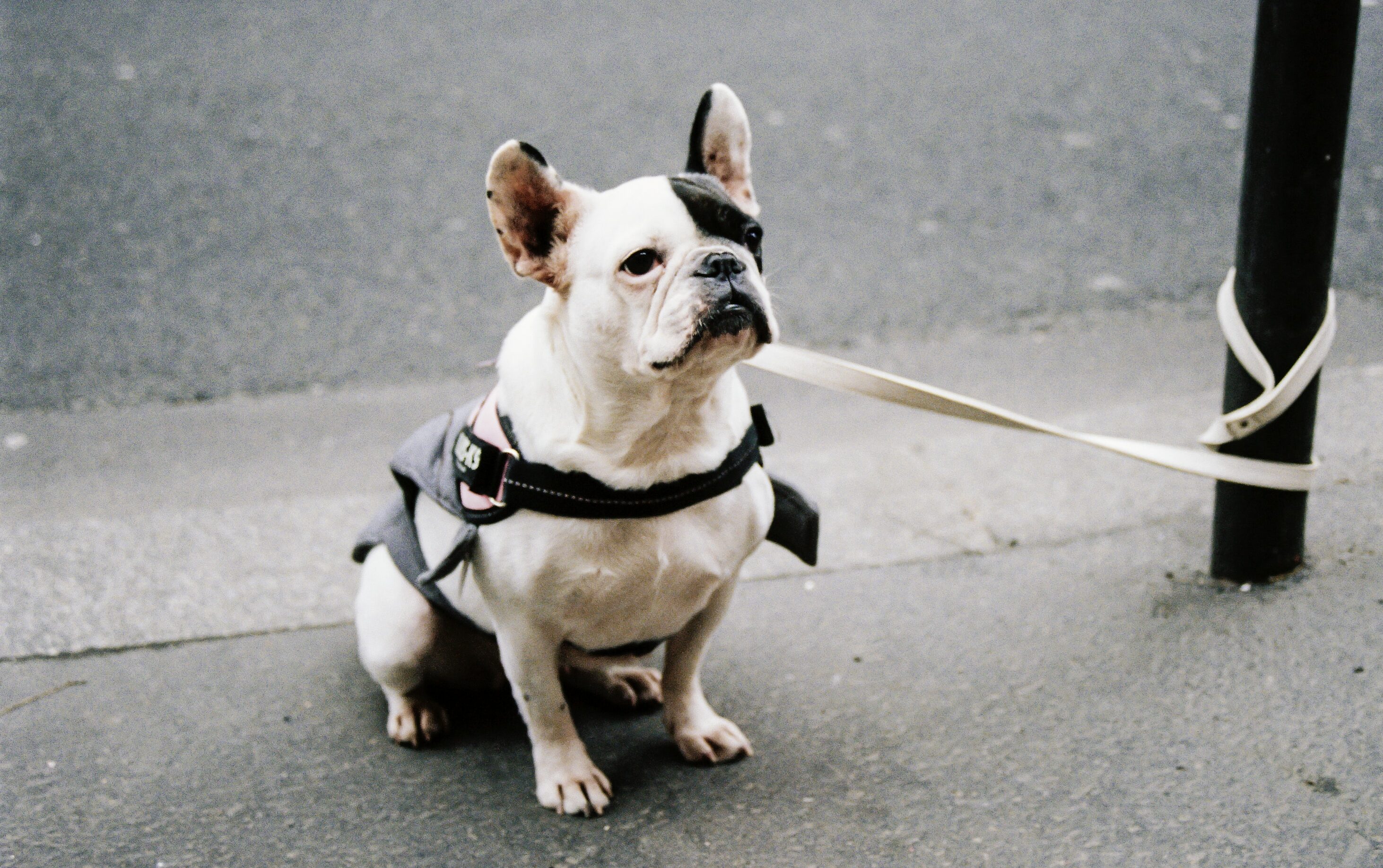 white and brown short coated dog with black harness waiting