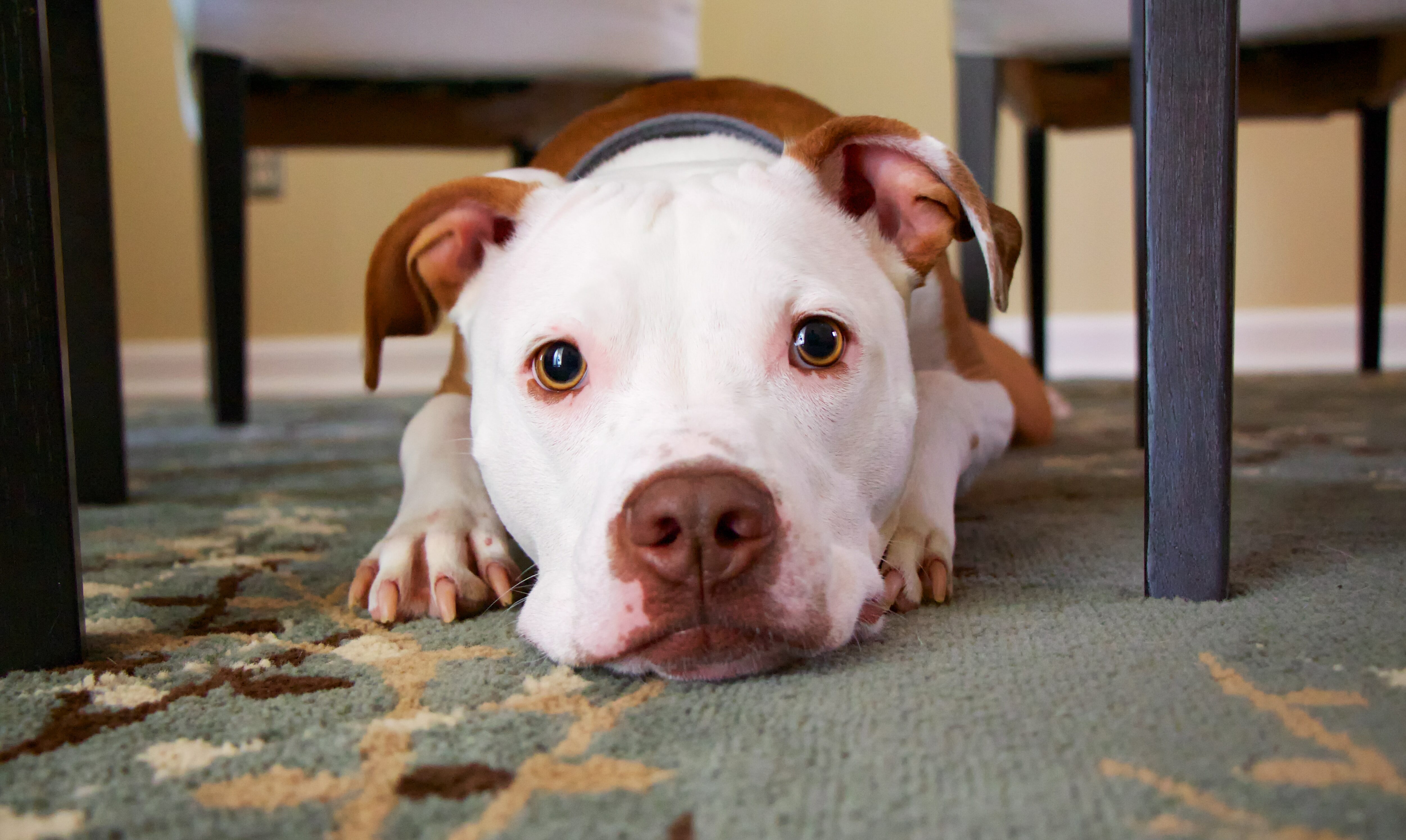 dog laying on area rug