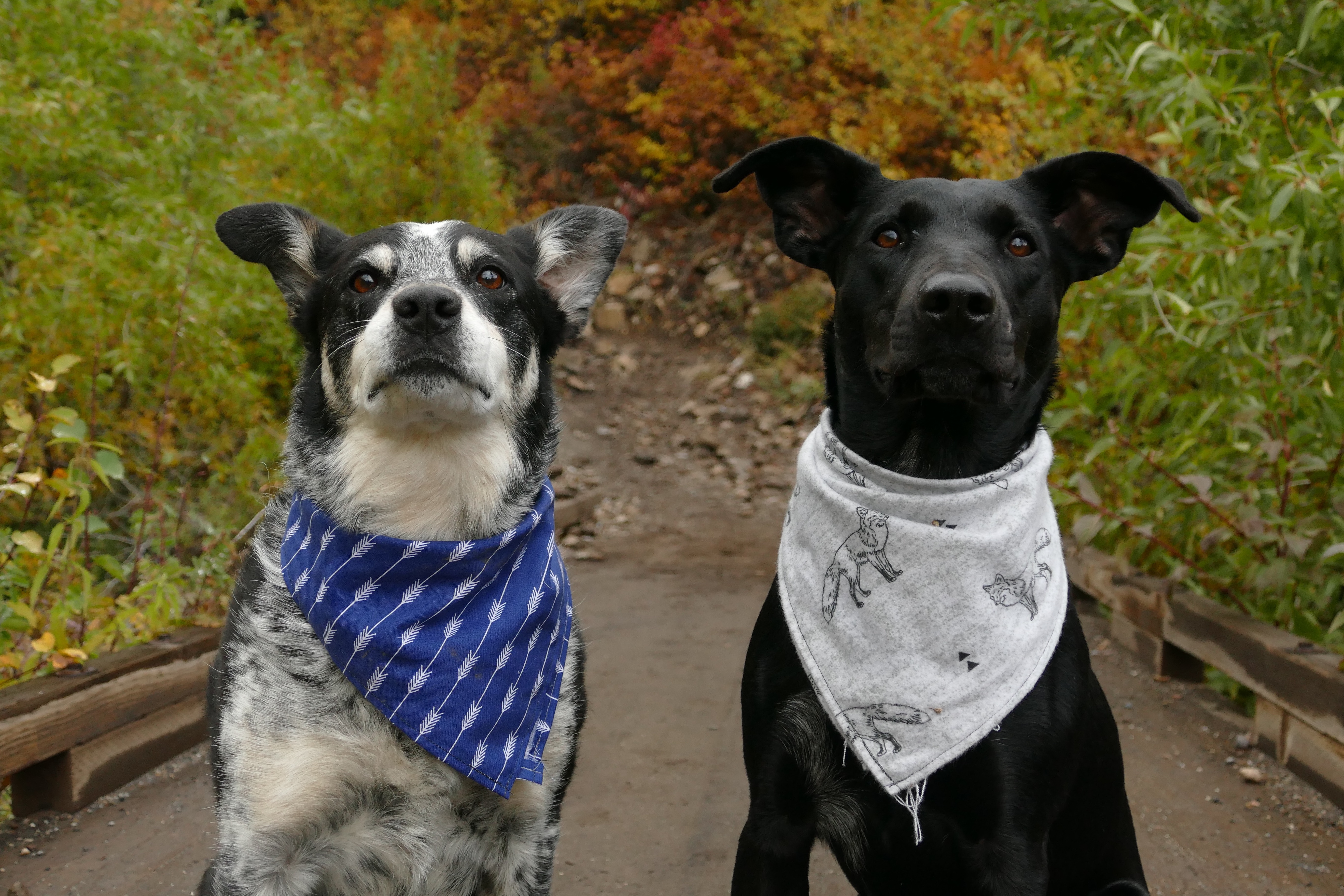 Black and gray dog sitting and looking