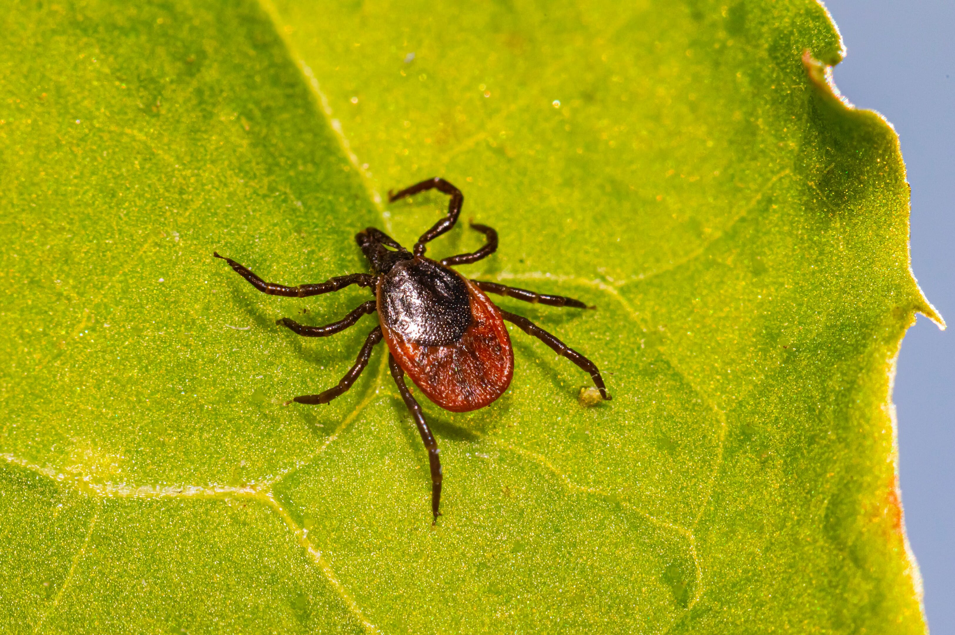 A deer tick crawling on green leaf