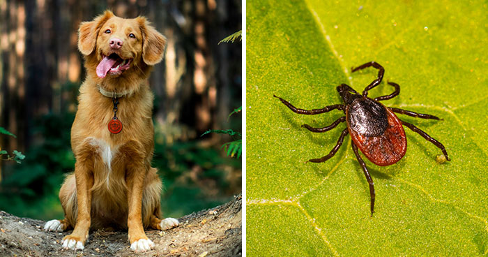 Effective Tick Prevention Tips: Keeping Your Dog Safe from Flea and Tick Infestation