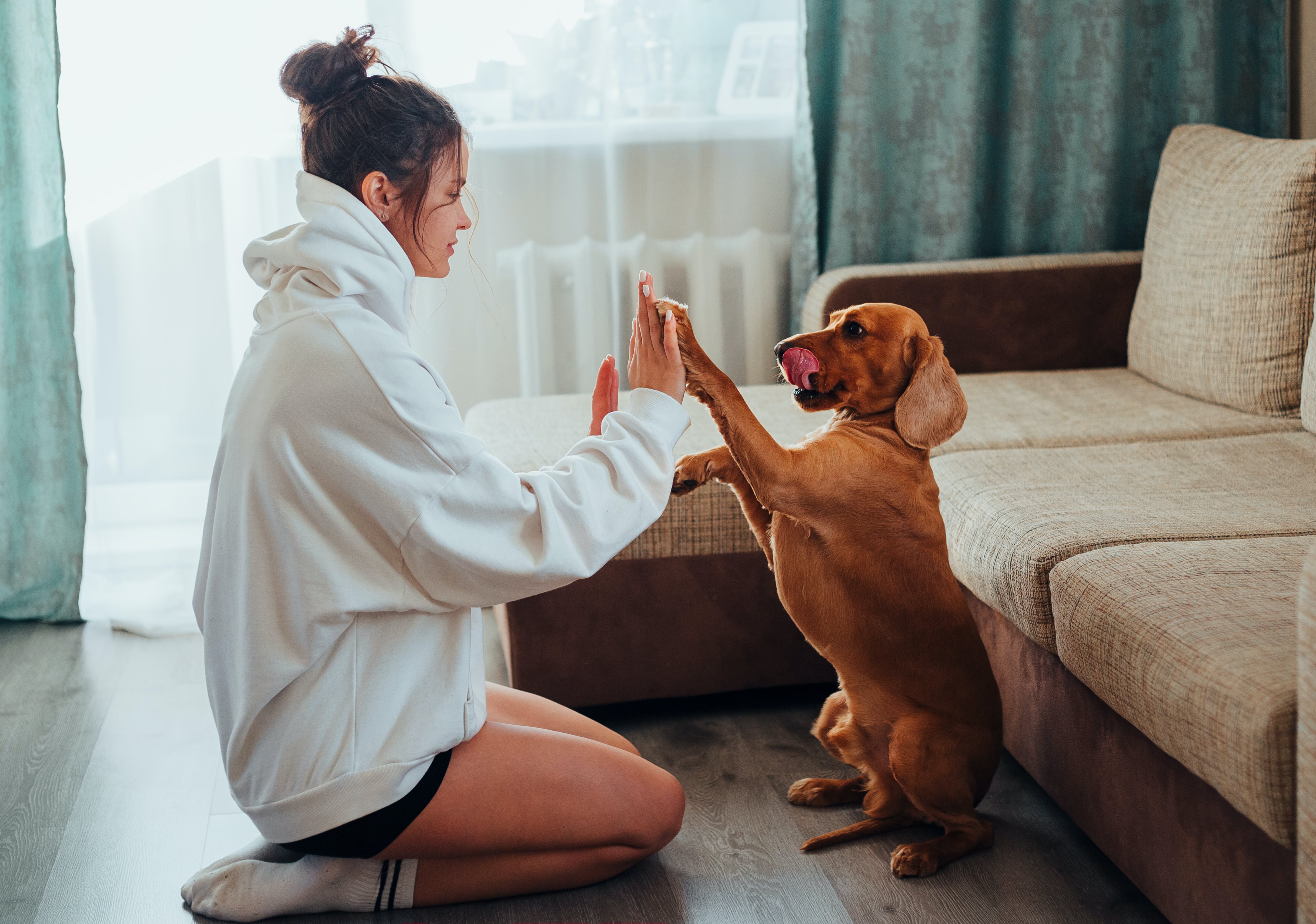 Person giving high five to dog