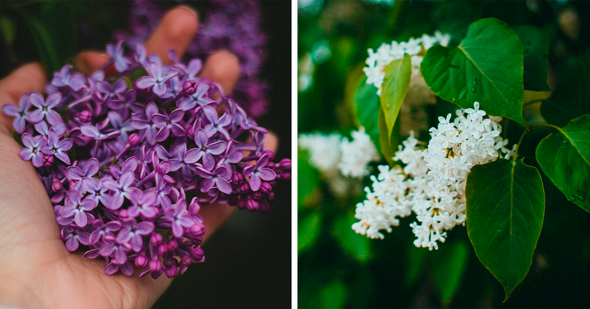 Lilac Bush: The Ultimate Growing Guide (Beginners To Advanced) | Bored ...