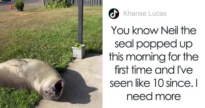 A Tiny Town In Australia Is Terrorized By A Seal Who Has Mischief On His Mind