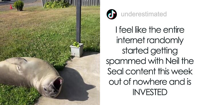 This Seal Is Stealing People's Hearts By Simply Creating Chaos In Australia