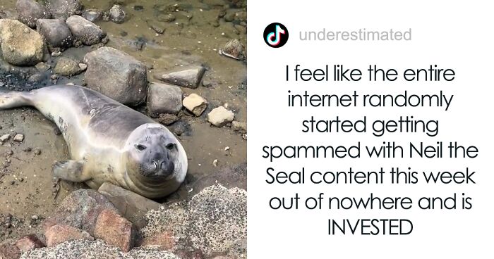 Mischievous Seal Terrorizes A Small Town In Australia, Ends Up Stealing Everyone's Hearts