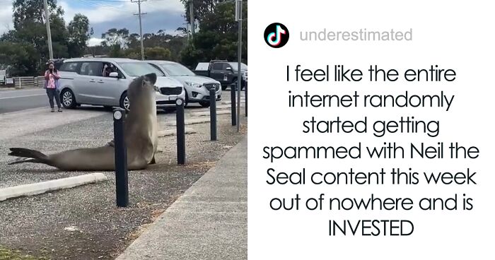 Small Town In Australia Has New Resident Seal, And Everybody Already Loves Him