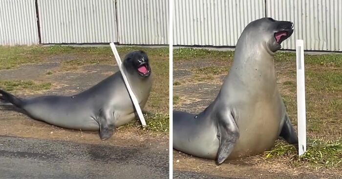 Niel The Seal’s Charismatic Chaos In Tasmania Takes The Internet By Storm