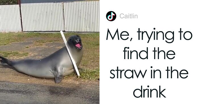 This Seal Won The Netizens' Hearts By Causing Mischief Around This Small Australian Town