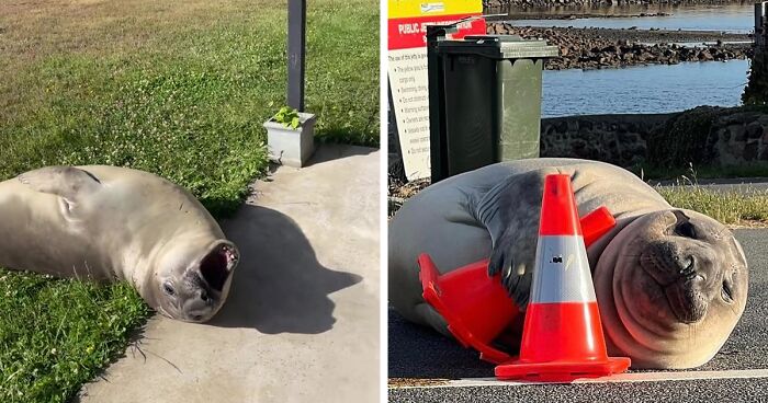 Cute Seal Decides To Raise Some Chaos In A Tiny Tasmanian Town, The Internet Is All Over Him