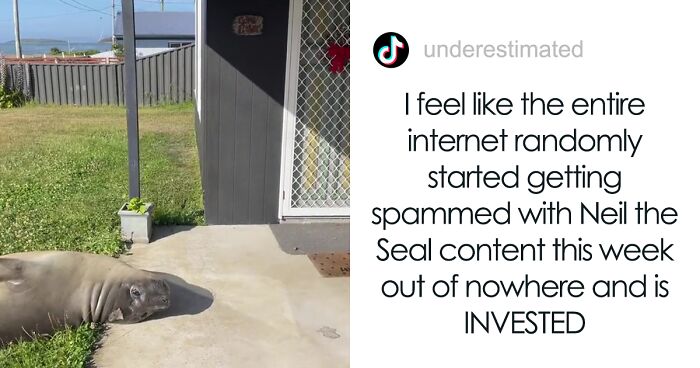 1300-Pound Seal Goes Viral Online For Causing Mischief In A Small Australian Town