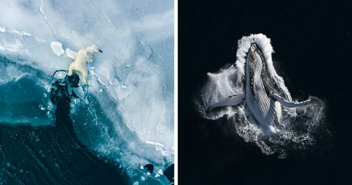 28 Breathtaking Images Taken Of Marine Life That Won The Ocean Photography Awards 2023