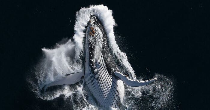 28 Winning Images Of The 2023 Ocean Photography Awards