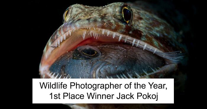 28 Spectacular Winning Marine Life Photos From The Ocean Photography Awards 2023