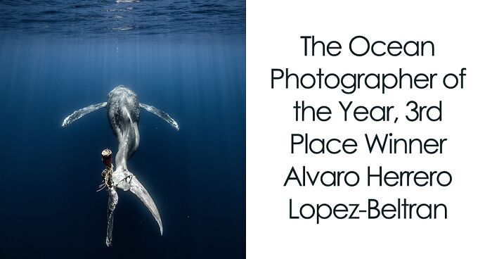 The 2023 Ocean Photography Awards Announced Their Breathtaking Winning Images (28 Pics)