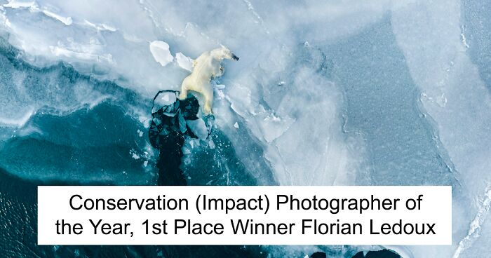 28 Images Of Marine Life Captured By Talented Photographers Who Won The Ocean Photography Awards 2023